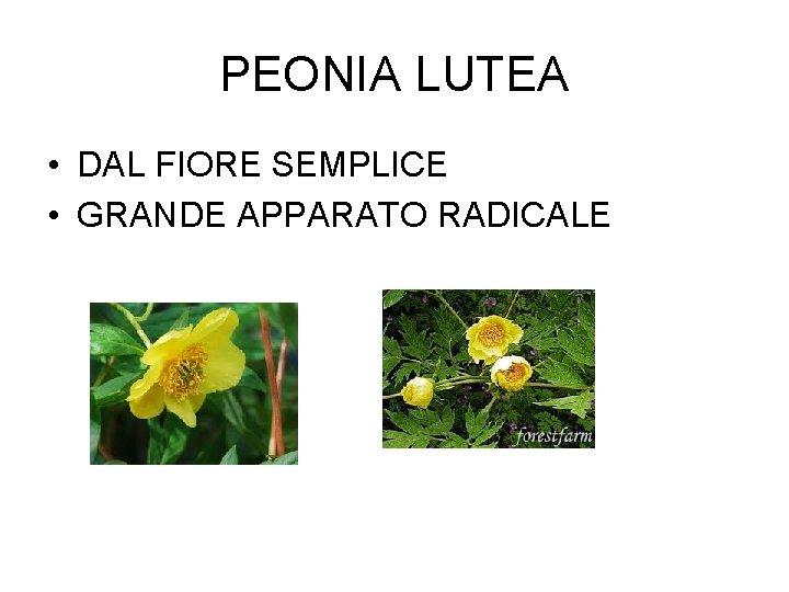 PEONIA LUTEA • DAL FIORE SEMPLICE • GRANDE APPARATO RADICALE 