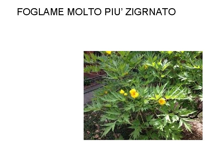 FOGLAME MOLTO PIU’ ZIGRNATO 