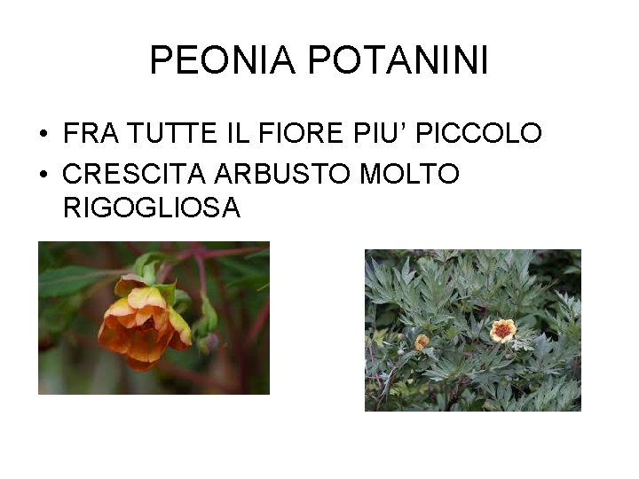 PEONIA POTANINI • FRA TUTTE IL FIORE PIU’ PICCOLO • CRESCITA ARBUSTO MOLTO RIGOGLIOSA
