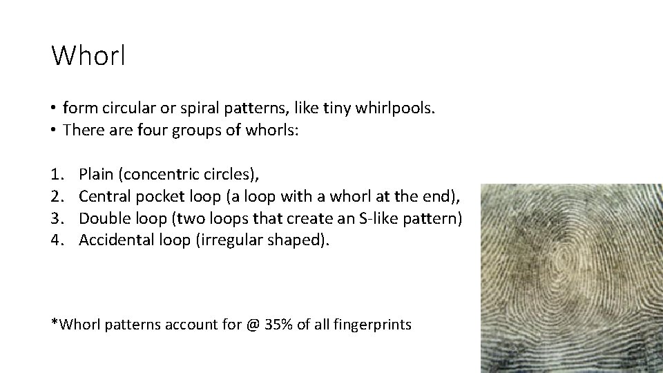 Whorl • form circular or spiral patterns, like tiny whirlpools. • There are four