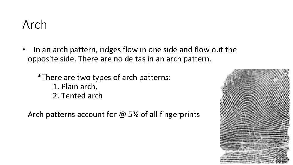 Arch • In an arch pattern, ridges flow in one side and flow out