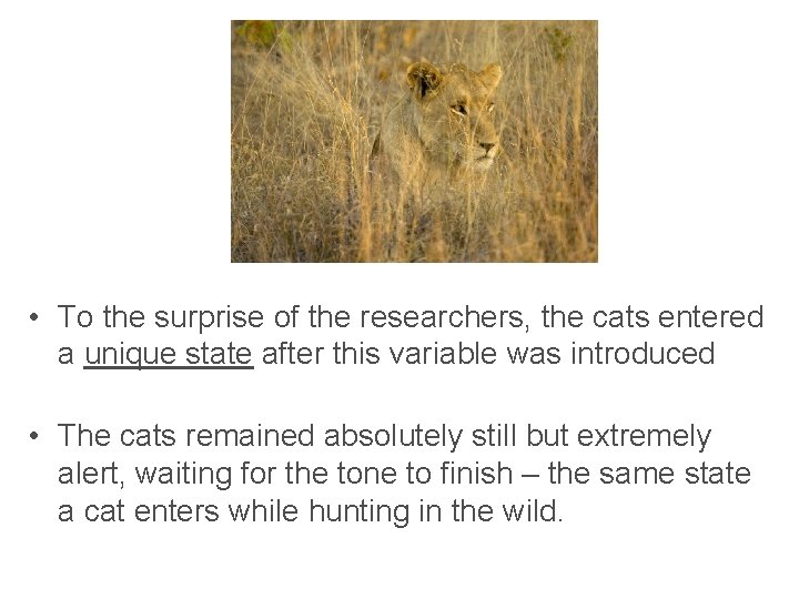  • To the surprise of the researchers, the cats entered a unique state