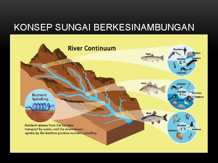 KONSEP SUNGAI BERKESINAMBUNGAN 