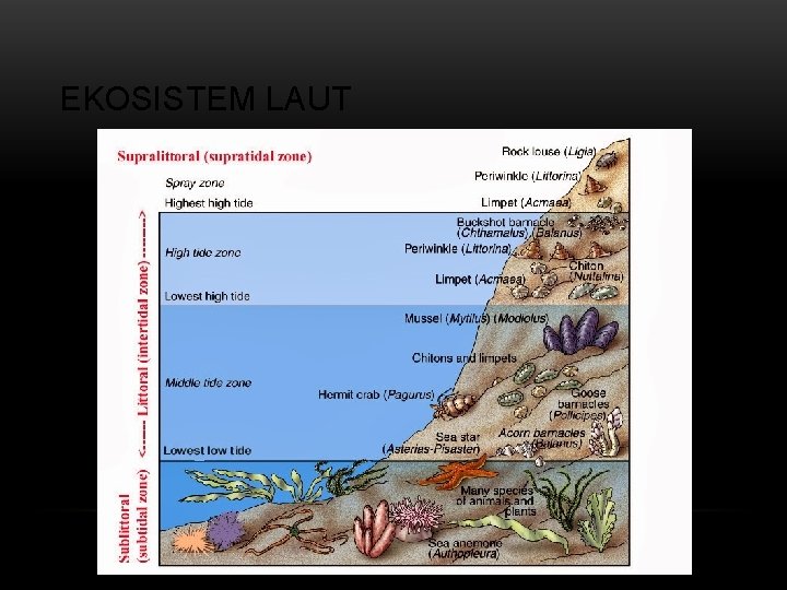 EKOSISTEM LAUT 