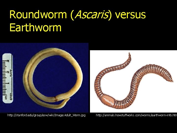 Roundworm (Ascaris) versus Earthworm http: //stanford. edu/group/esw/wiki/Image: Adult_Worm. jpg http: //animals. howstuffworks. com/worms/earthworm-info. htm