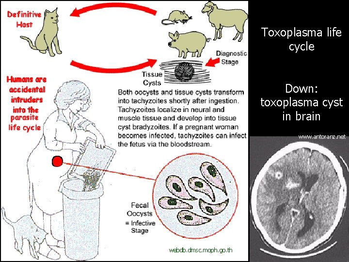 Toxoplasma life cycle Down: toxoplasma cyst in brain www. antoranz. net webdb. dmsc. moph.