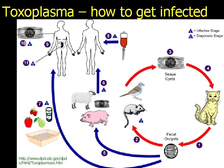 Toxoplasma – how to get infected http: //www. dpd. cdc. gov/dpd x/html/Toxoplasmosis. htm 