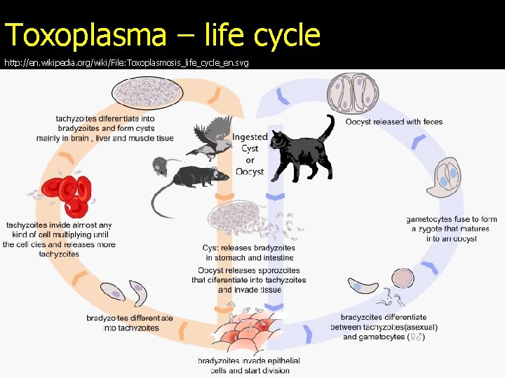 Toxoplasma – life cycle http: //en. wikipedia. org/wiki/File: Toxoplasmosis_life_cycle_en. svg 