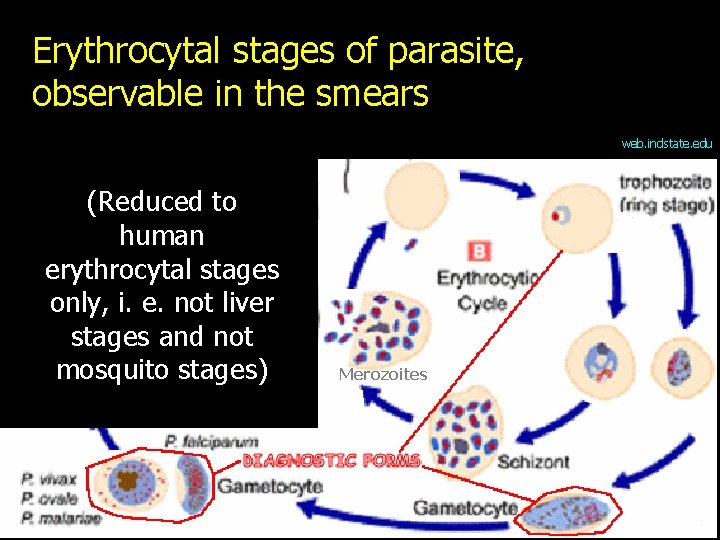 Erythrocytal stages of parasite, observable in the smears web. indstate. edu (Reduced to human