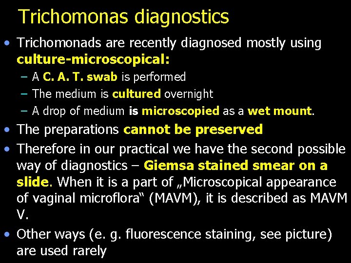 Trichomonas diagnostics • Trichomonads are recently diagnosed mostly using culture-microscopical: – A C. A.