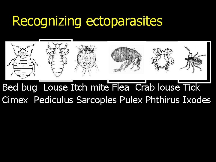 Recognizing ectoparasites Bed bug Louse Itch mite Flea Crab louse Tick Cimex Pediculus Sarcoples