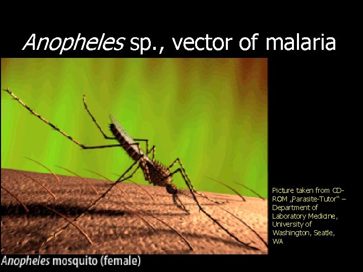 Anopheles sp. , vector of malaria Picture taken from CDROM „Parasite-Tutor“ – Department of