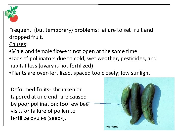 Frequent (but temporary) problems: failure to set fruit and dropped fruit. Causes: • Male