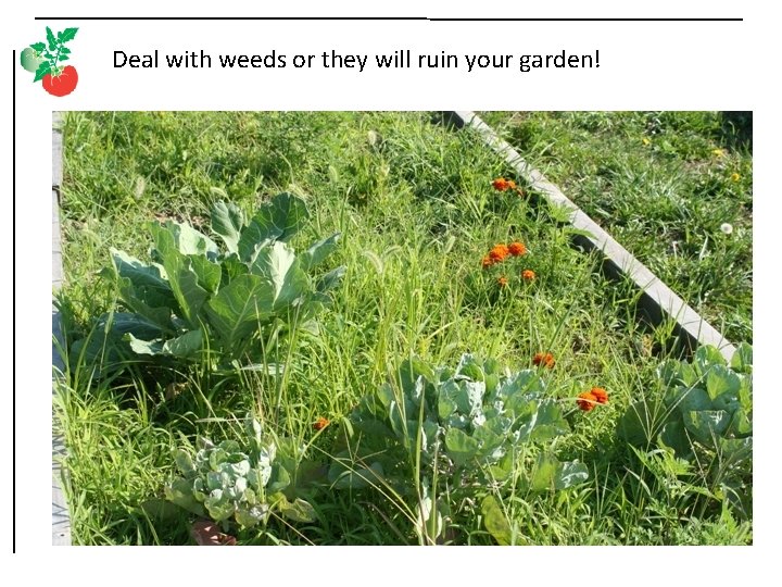 Deal with weeds or they will ruin your garden! 