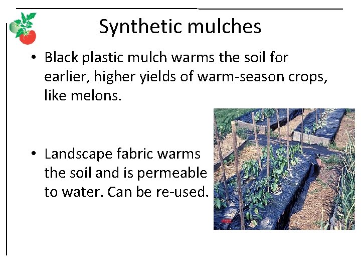 Synthetic mulches • Black plastic mulch warms the soil for earlier, higher yields of