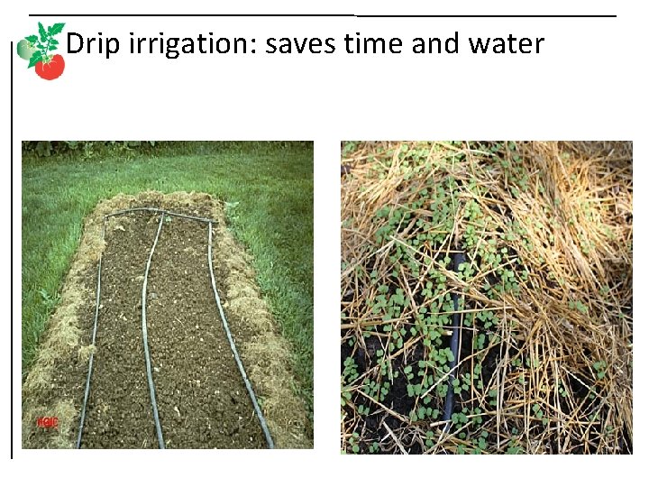 Drip irrigation: saves time and water 