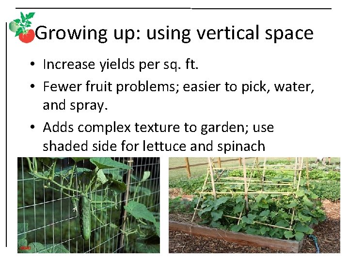 Growing up: using vertical space • Increase yields per sq. ft. • Fewer fruit
