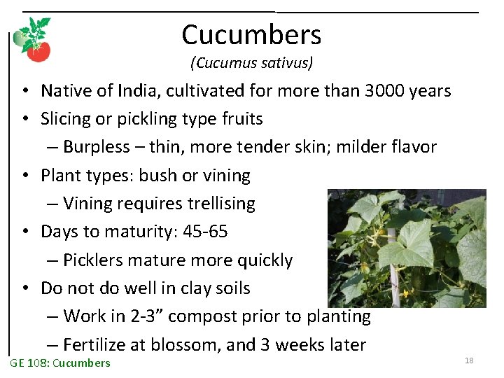 Cucumbers (Cucumus sativus) • Native of India, cultivated for more than 3000 years •