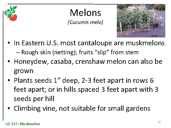 Melons (Cucumis melo) 2010 • In Eastern U. S. most cantaloupe are muskmelons –