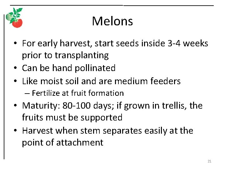 Melons • For early harvest, start seeds inside 3 -4 weeks prior to transplanting