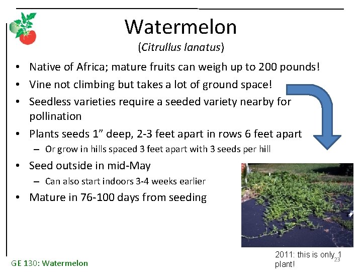 Watermelon (Citrullus lanatus) • Native of Africa; mature fruits can weigh up to 200