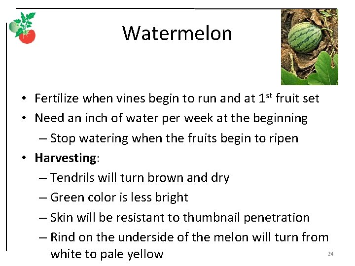 Watermelon • Fertilize when vines begin to run and at 1 st fruit set