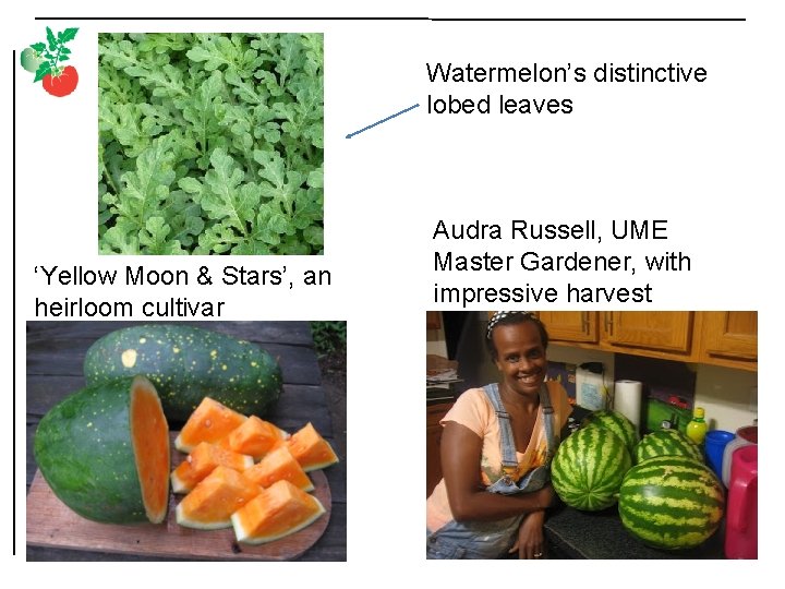 Watermelon’s distinctive lobed leaves ‘Yellow Moon & Stars’, an heirloom cultivar Audra Russell, UME