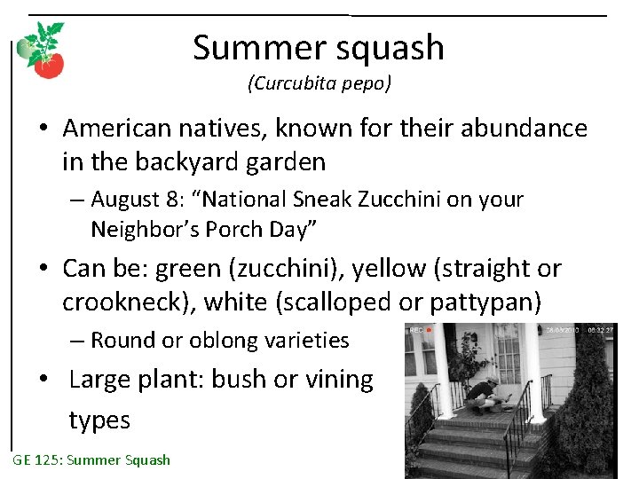 Summer squash (Curcubita pepo) • American natives, known for their abundance in the backyard