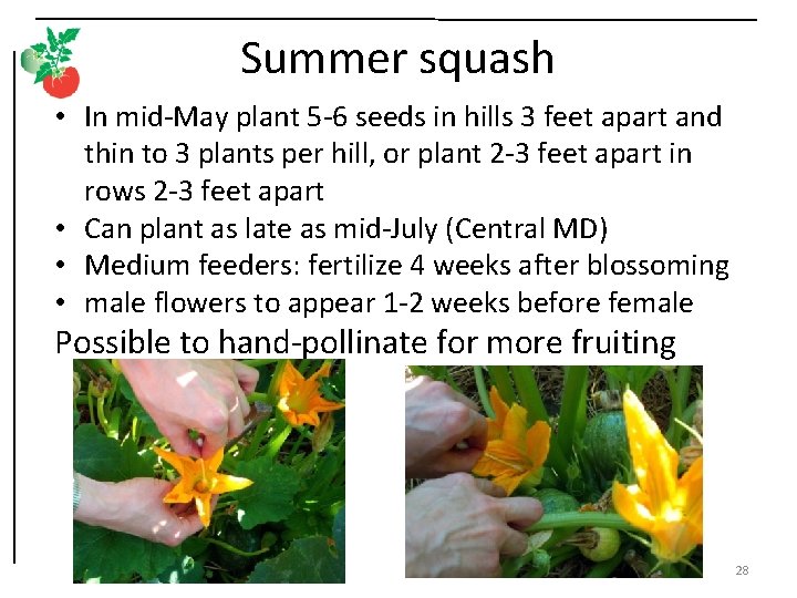 Summer squash • In mid-May plant 5 -6 seeds in hills 3 feet apart