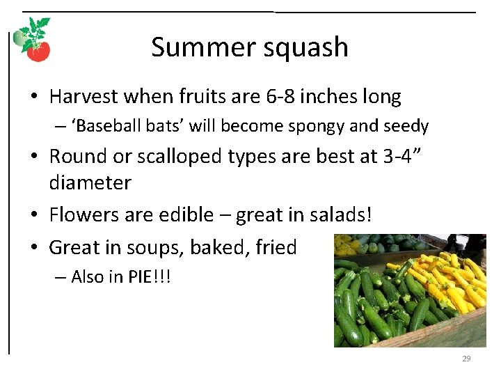 Summer squash • Harvest when fruits are 6 -8 inches long – ‘Baseball bats’