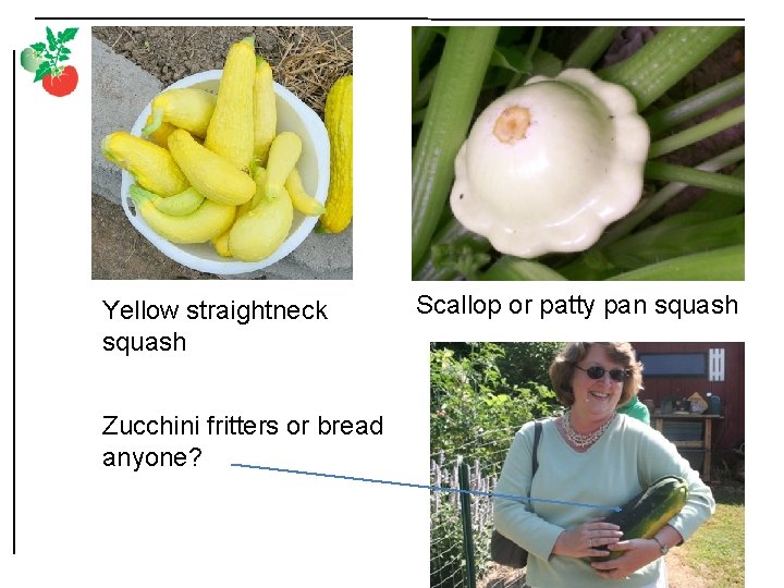 Yellow straightneck squash Zucchini fritters or bread anyone? Scallop or patty pan squash 