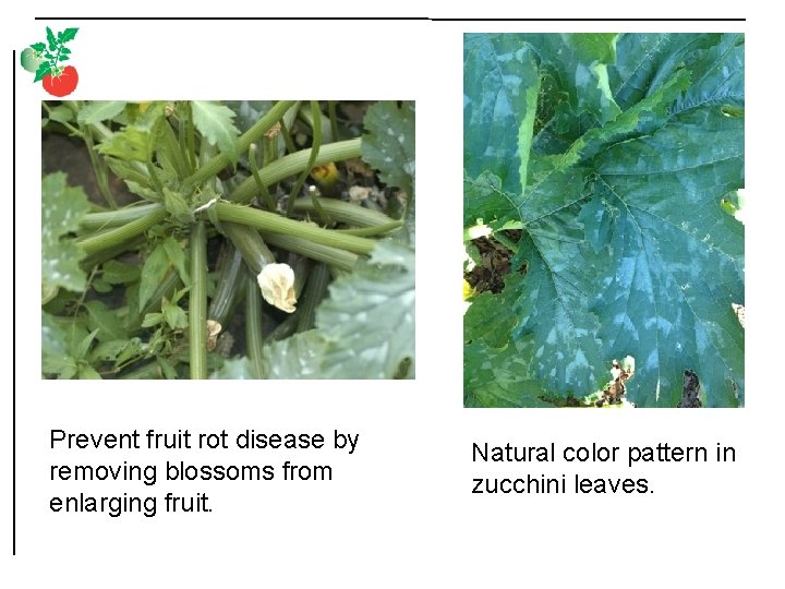 Prevent fruit rot disease by removing blossoms from enlarging fruit. Natural color pattern in