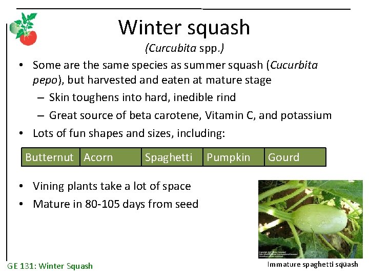 Winter squash (Curcubita spp. ) • Some are the same species as summer squash