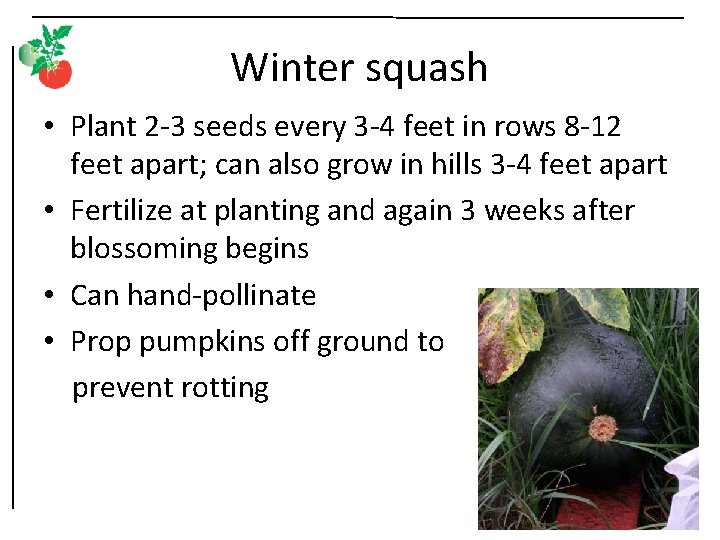 Winter squash • Plant 2 -3 seeds every 3 -4 feet in rows 8