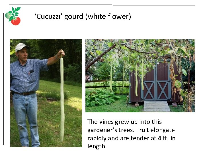 ‘Cucuzzi’ gourd (white flower) The vines grew up into this gardener’s trees. Fruit elongate