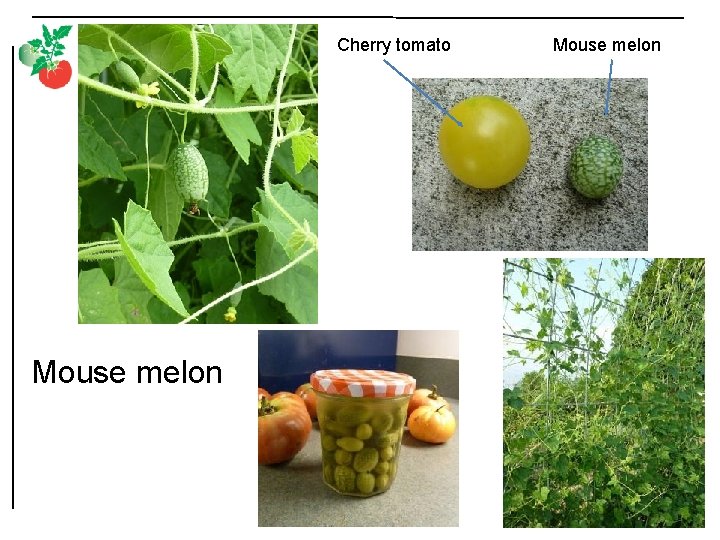 Cherry tomato Mouse melon 