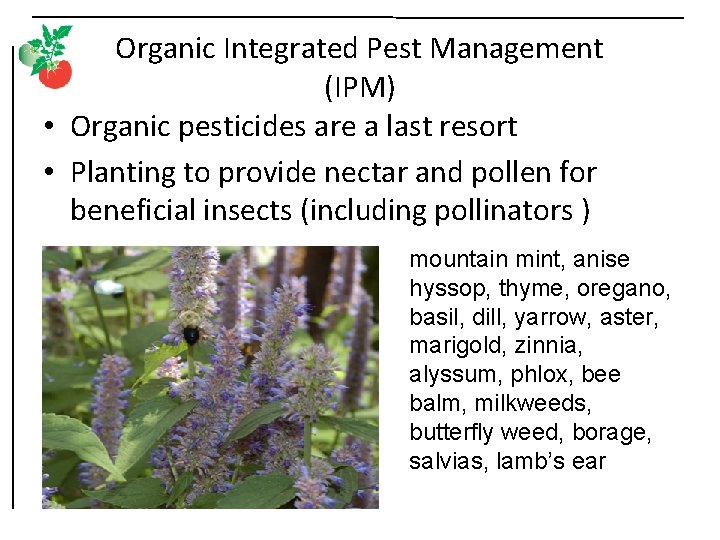 Organic Integrated Pest Management (IPM) • Organic pesticides are a last resort • Planting