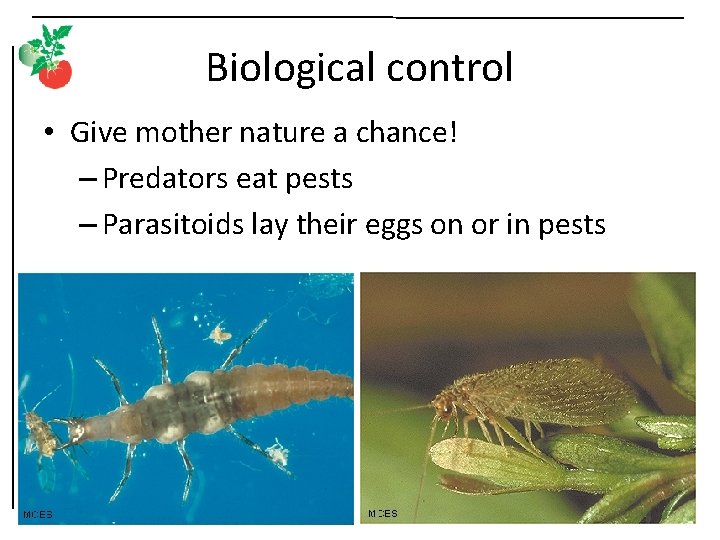 Biological control • Give mother nature a chance! – Predators eat pests – Parasitoids