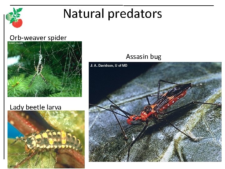 Natural predators Orb-weaver spider Assasin bug Lady beetle larva 