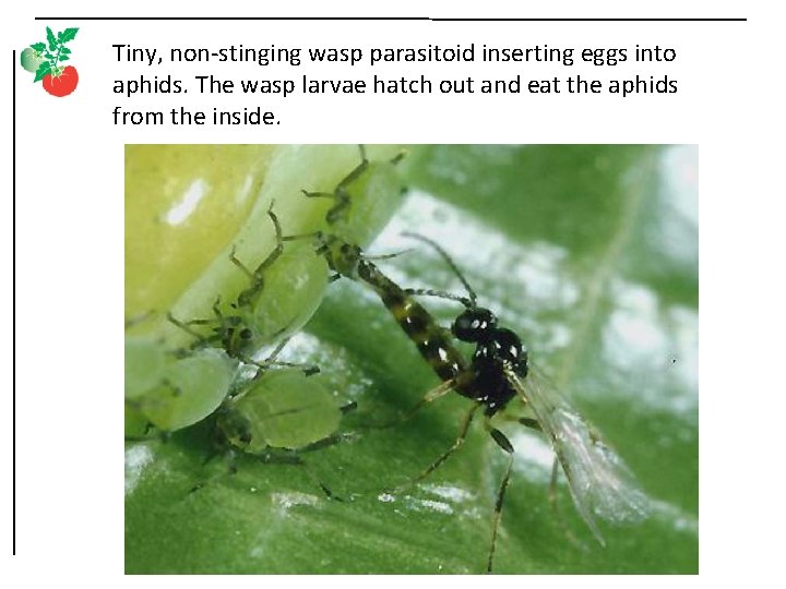 Tiny, non-stinging wasp parasitoid inserting eggs into aphids. The wasp larvae hatch out and