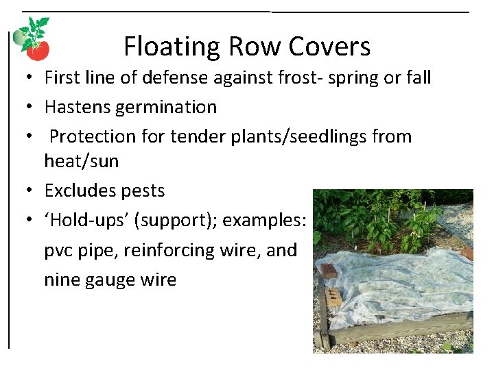 Floating Row Covers • First line of defense against frost- spring or fall •