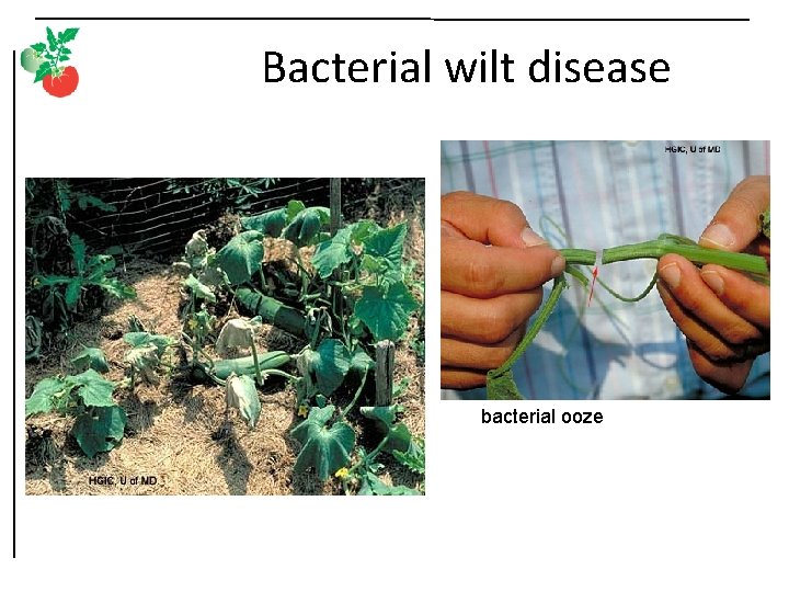 Bacterial wilt disease bacterial ooze 