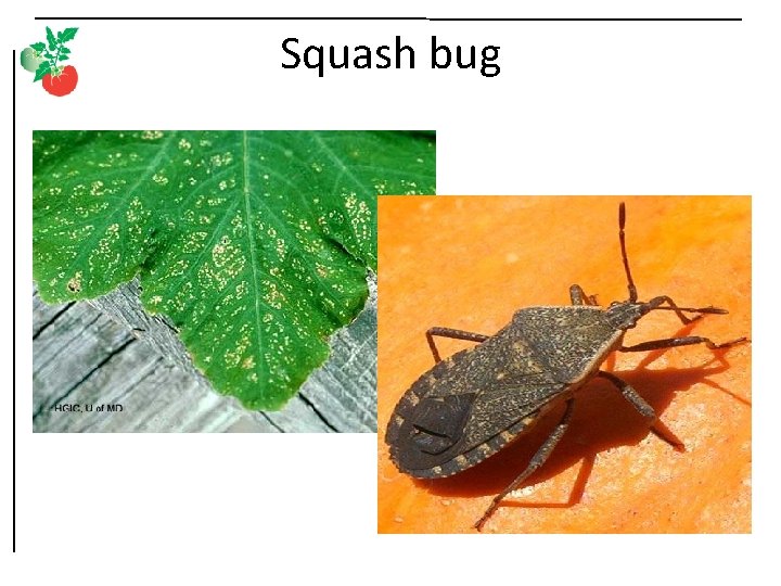 Squash bug 