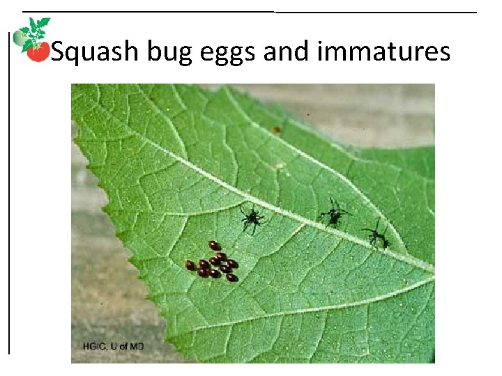 Squash bug eggs and immatures 