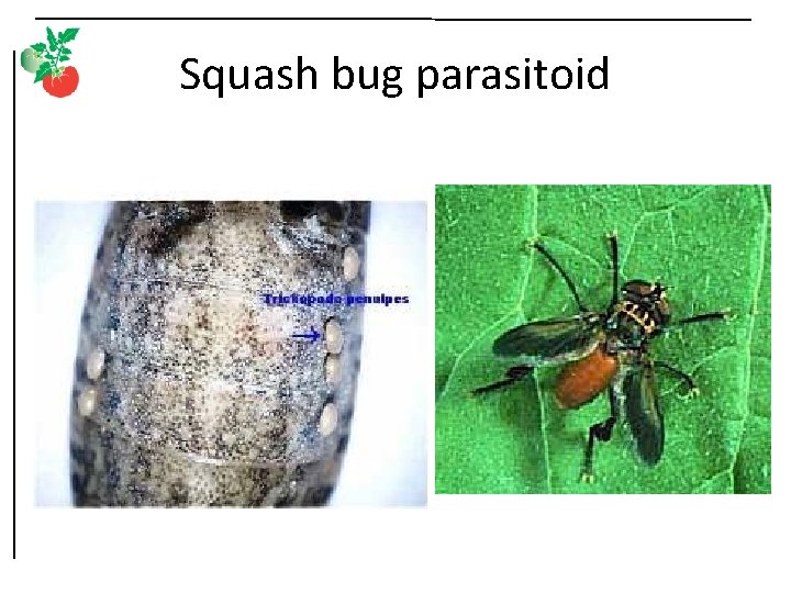 Squash bug parasitoid 