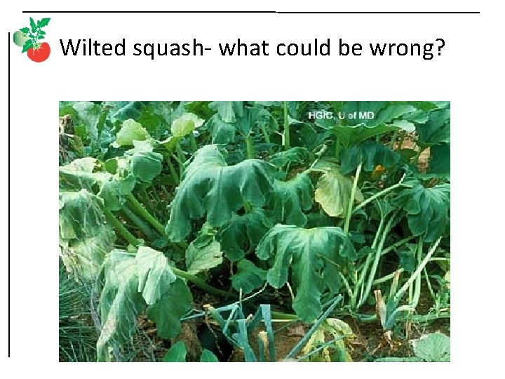 Wilted squash- what could be wrong? 