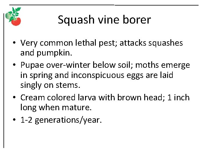 Squash vine borer • Very common lethal pest; attacks squashes and pumpkin. • Pupae