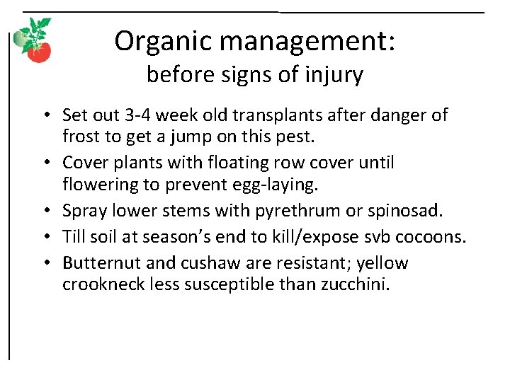 Organic management: before signs of injury • Set out 3 -4 week old transplants