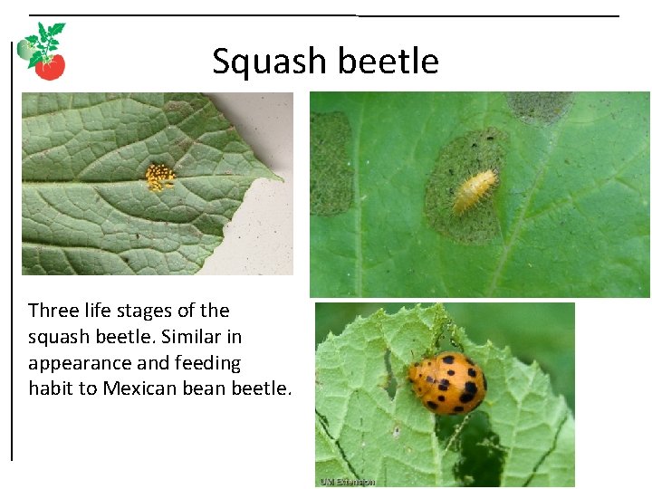 Squash beetle Three life stages of the squash beetle. Similar in appearance and feeding