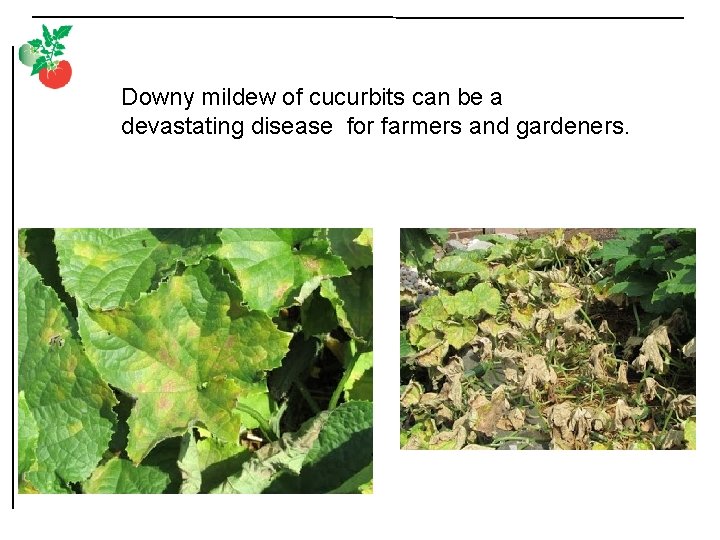 Downy mildew of cucurbits can be a devastating disease for farmers and gardeners. 